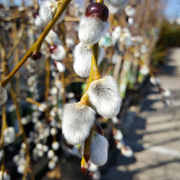 SALIX CAPREA - PENDULA