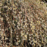 SALIX CAPREA - PENDULA