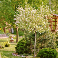SALIX INTEGRA - HAKURO NISHIKI