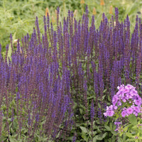 SALVIA NEMOROSA - CARADONNA