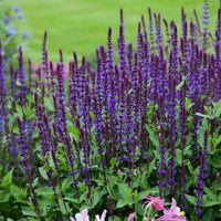SALVIA NEMOROSA - CARADONNA