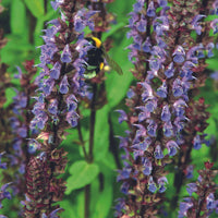 SALVIA NEMOROSA - CARADONNA