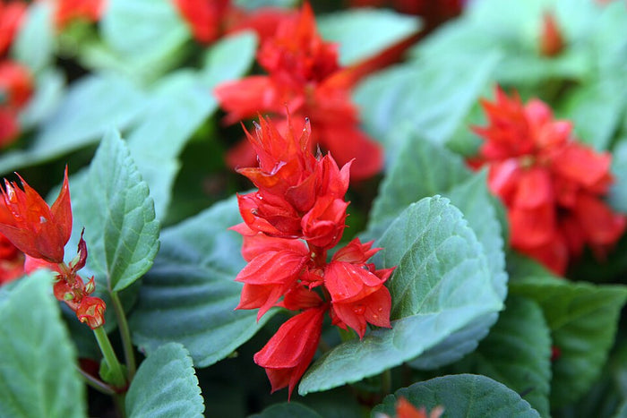 SALVIA - ROUGE