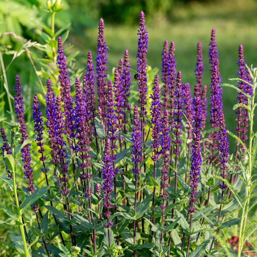 SALVIA NEMOROSA - CARADONNA
