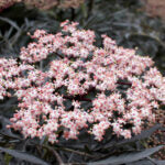 SAMBUCUS NIGRA - BLACK LACE