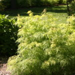 SAMBUCUS RACEMOSA - LEMONY LACE