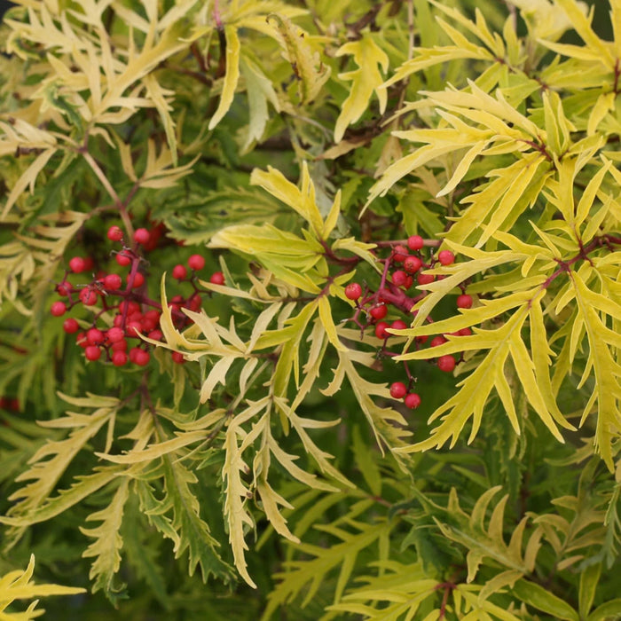 SAMBUCUS RACEMOSA - LEMONY LACE