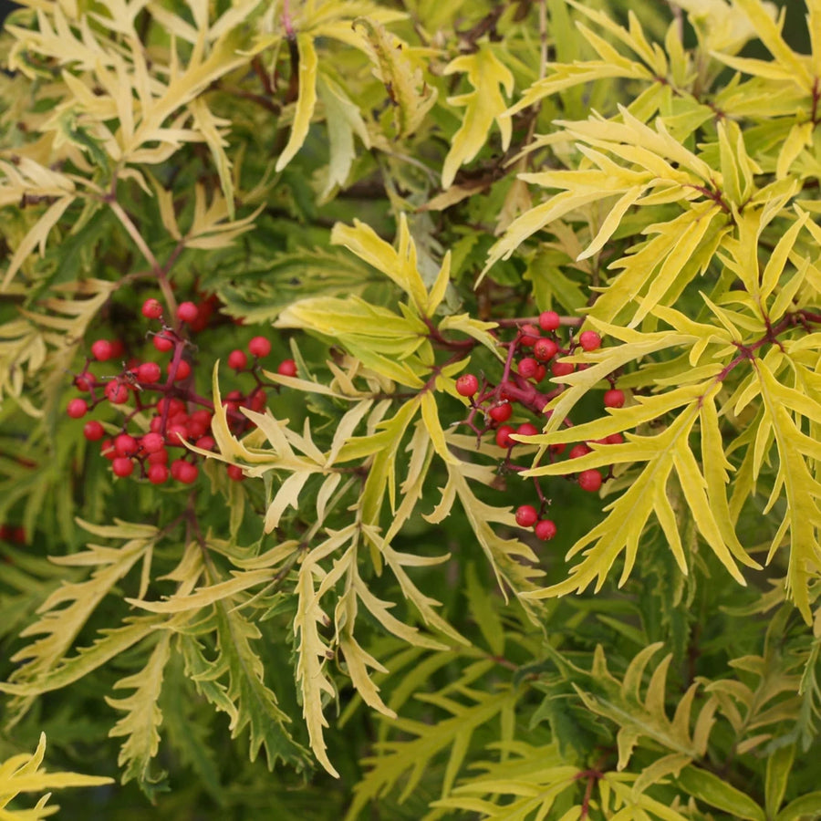 SAMBUCUS RACEMOSA - LEMONY LACE