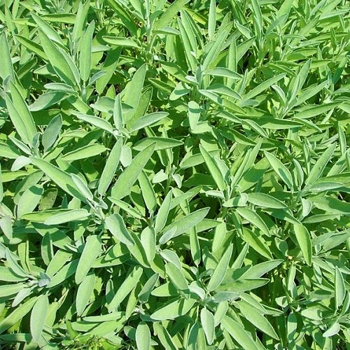 SEMENCES BIOLOGIQUES: SAUGE OFFICINALE