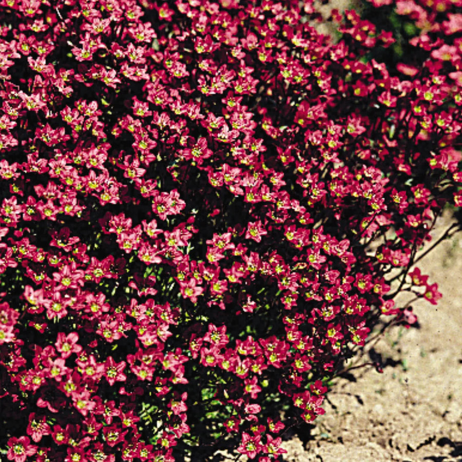 SAXIFRAGA X ARENDSII - PURPLE ROBE