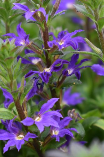 SCAEVOLA SCALORA - DARK VIOLET