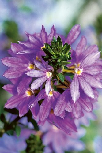 SCAEVOLA SCALORA - FANCY SAPHIRA