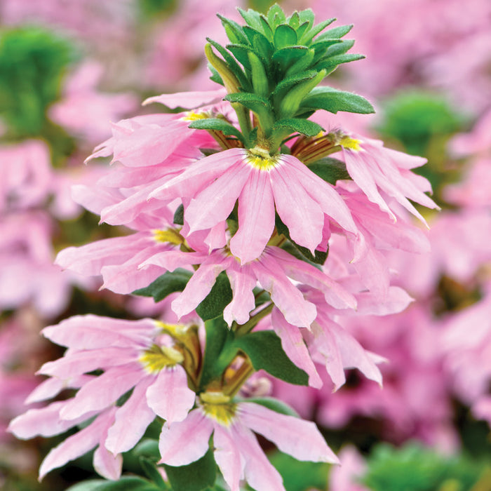 SCAEVOLA - ROSE