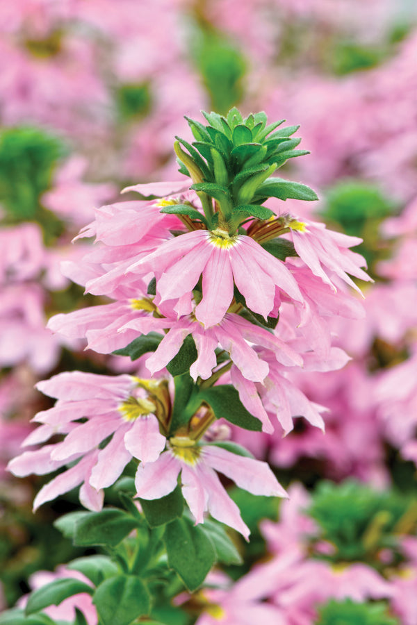 SCAEVOLA - ROSE