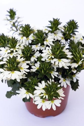 SCAEVOLA TOPPOT - WHITE