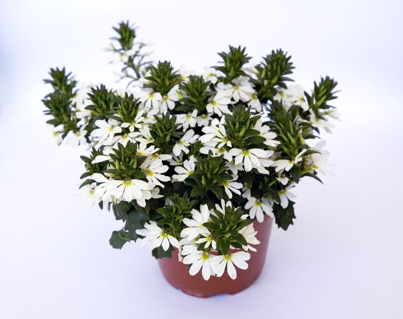 SCAEVOLA - BLANC