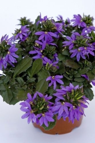 SCAEVOLA - BLEU