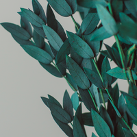 BOUQUET D'EUCALYPTUS PRÉSERVÉ