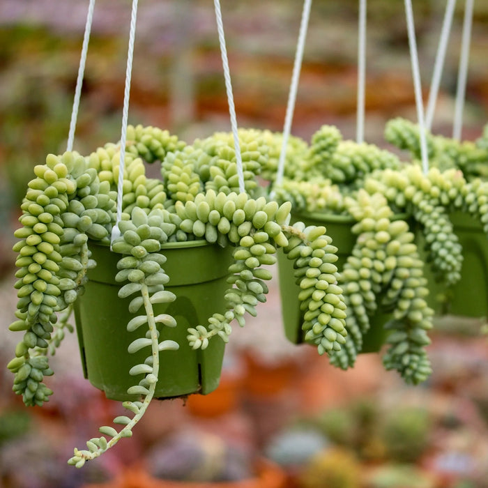 SEDUM BURRITO