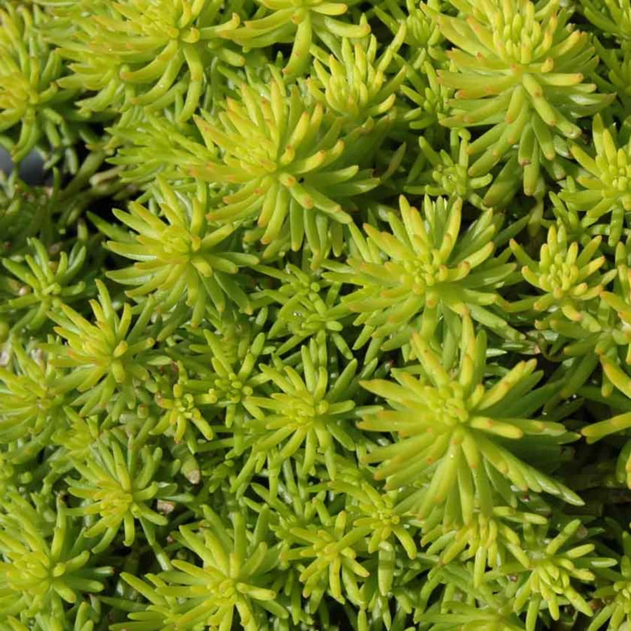 SEDUM REFLEXUM - ANGELINA
