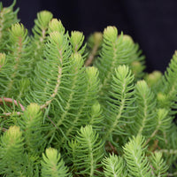 SEDUM REFLEXUM - ANGELINA