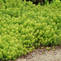 SEDUM REFLEXUM - ANGELINA