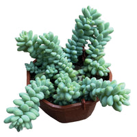 SEDUM BURRITO