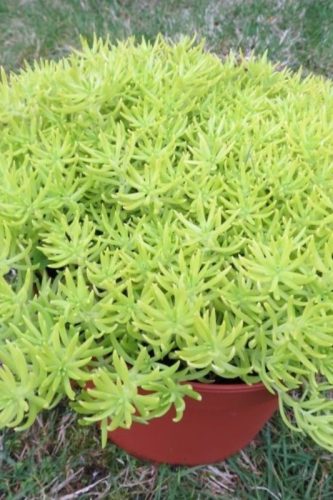 SEDUM RUPESTRE - LEMON BALL