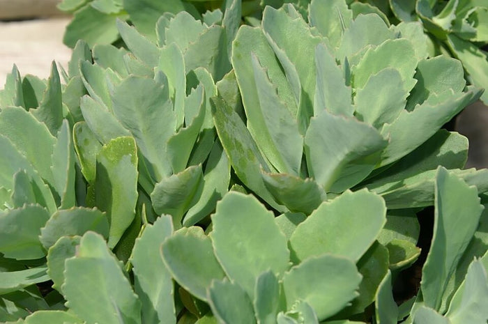 STONECROP - CARL