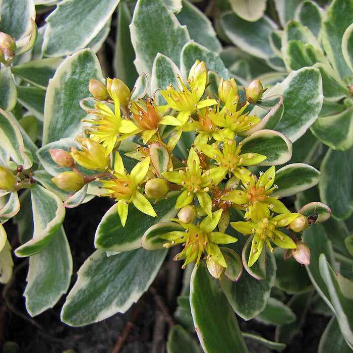 SEDUM KAMTSCHATICUM - VARIEGATUM