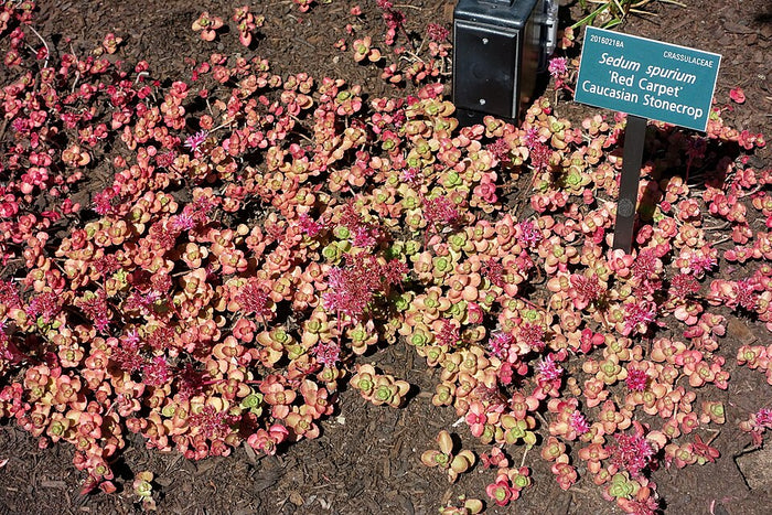 SEDUM SPURIUM - RED CARPET