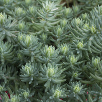 SEDUM REFLEXUM - BLUE SPRUCE (REF.)