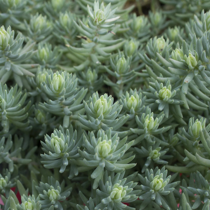 SEDUM REFLEXUM - BLUE SPRUCE (REF.)