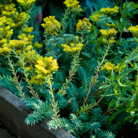 SEDUM REFLEXUM - BLUE SPRUCE (REF.)