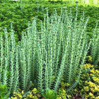 SEDUM REFLEXUM - BLUE SPRUCE (REF.)