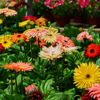SÉLECTION DE GERBERA JAMESONII
