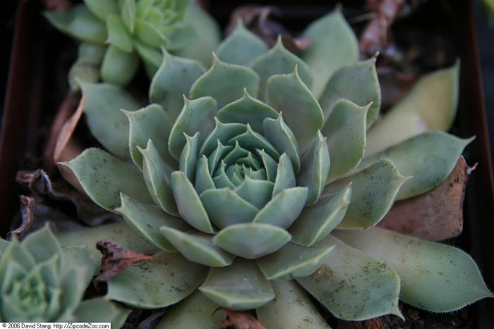 SEMPERVIVUM - KALINDA