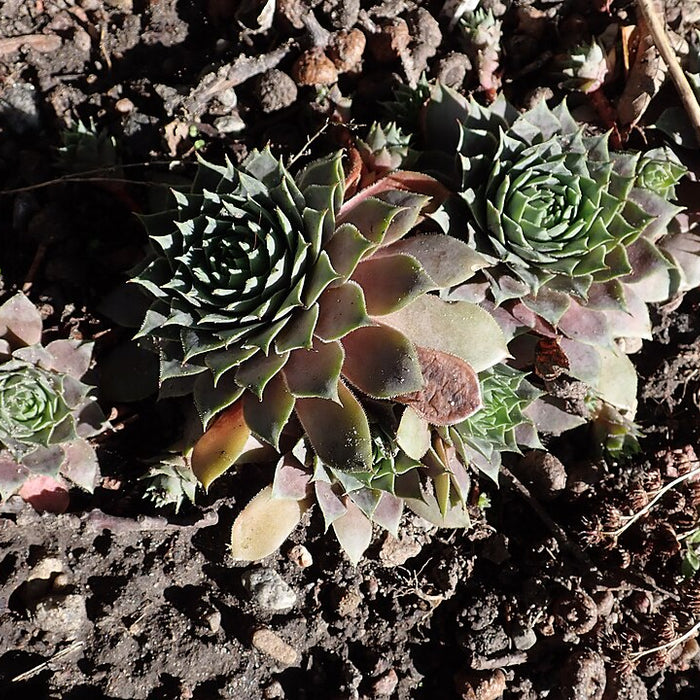 SEMPERVIVUM - PACIFIC BLUE ICE