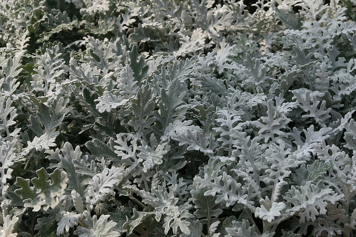 SENECIO CINERARIA - SILVER DUST