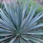 YUCCA FILAMENTOSA X PALLIDA - SILVER ANNIVERSARY