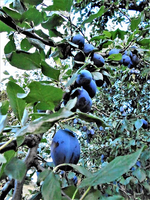 PRUNUS DOMESTICA - STANLEY