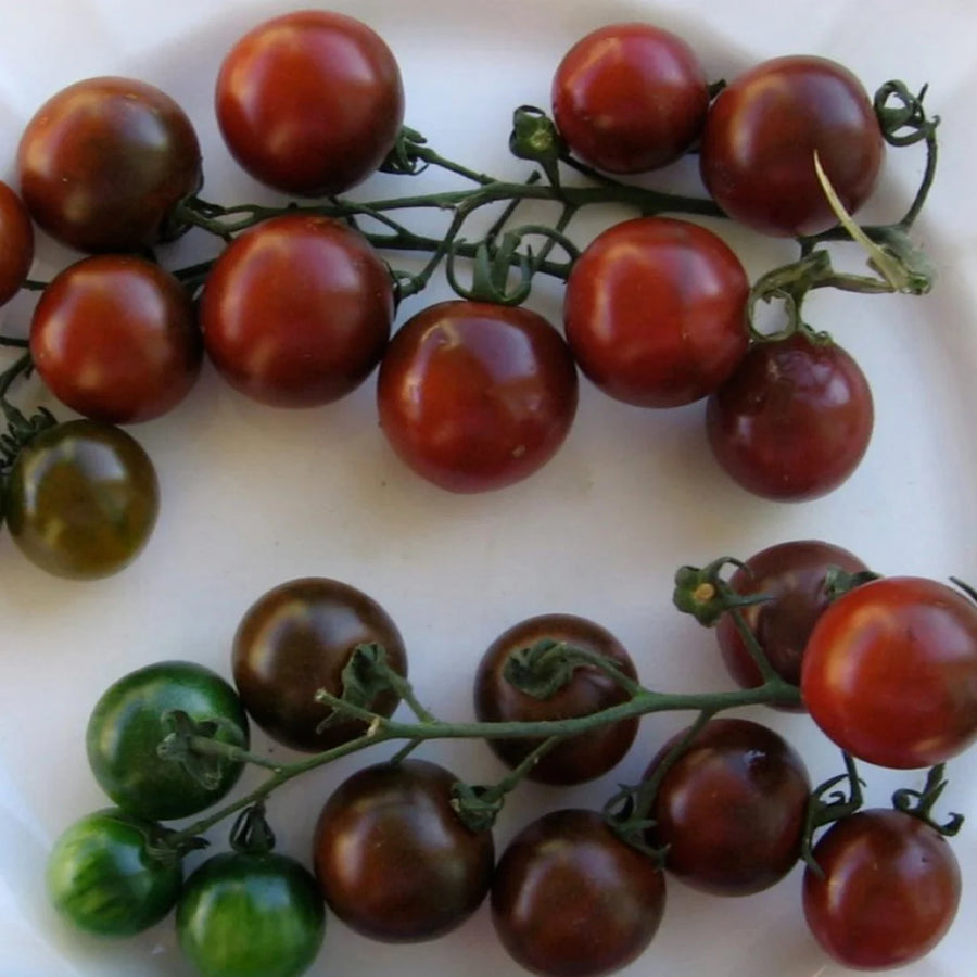 TOMATE COCKTAIL - BLACK CHERRY