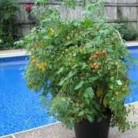 TOMATE CERISE BONBON JAUNE ET ROUGE