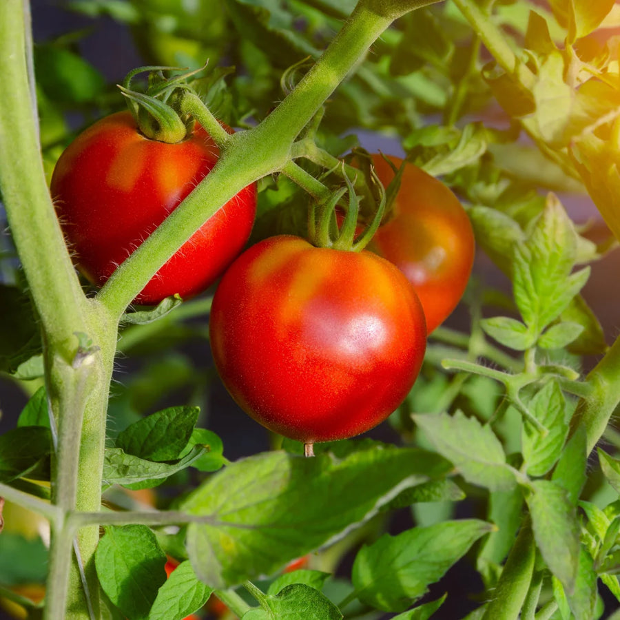 TOMATE ROUGE - CELEBRITY