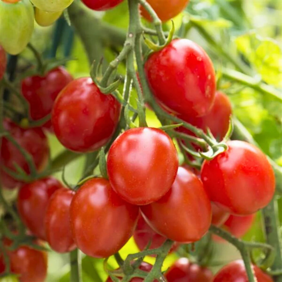 SOLANUM LYCOPERSICUM (TOMATE ROUGE) - FANTASTIQUE