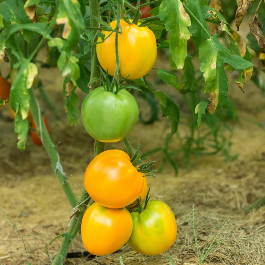 SOLANUM LYCOPERSICUM (TOMATE JAUNE) - LEMON BOY