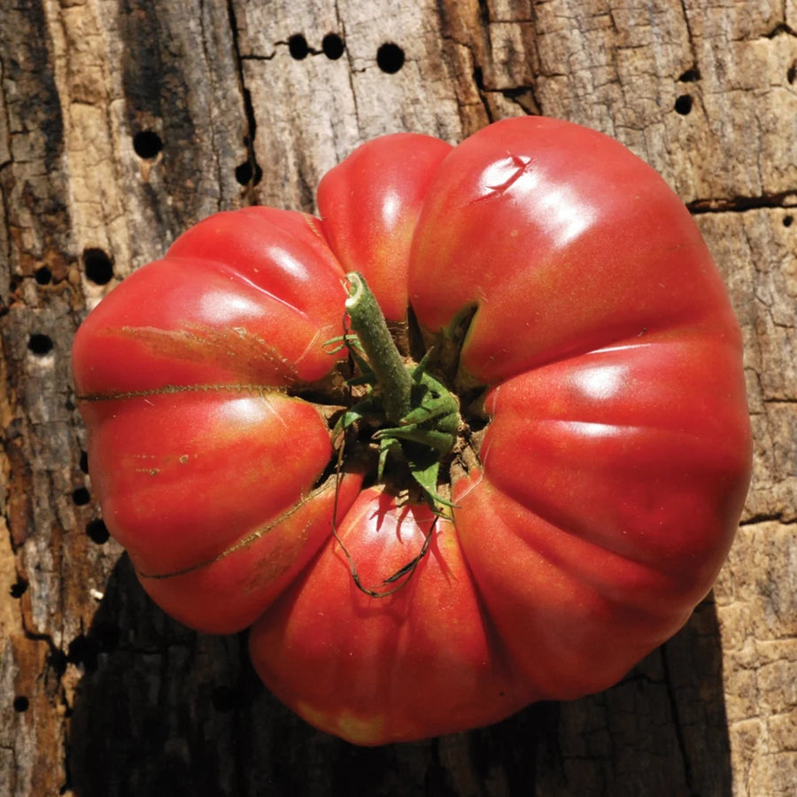TOMATE ROUGE - MÉMÉ DE BEAUCE