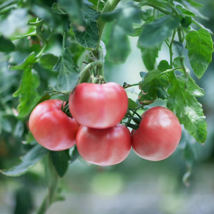 SOLANUM LYCOPERSICUM - PINK GIRL (TOMATE ROSE)