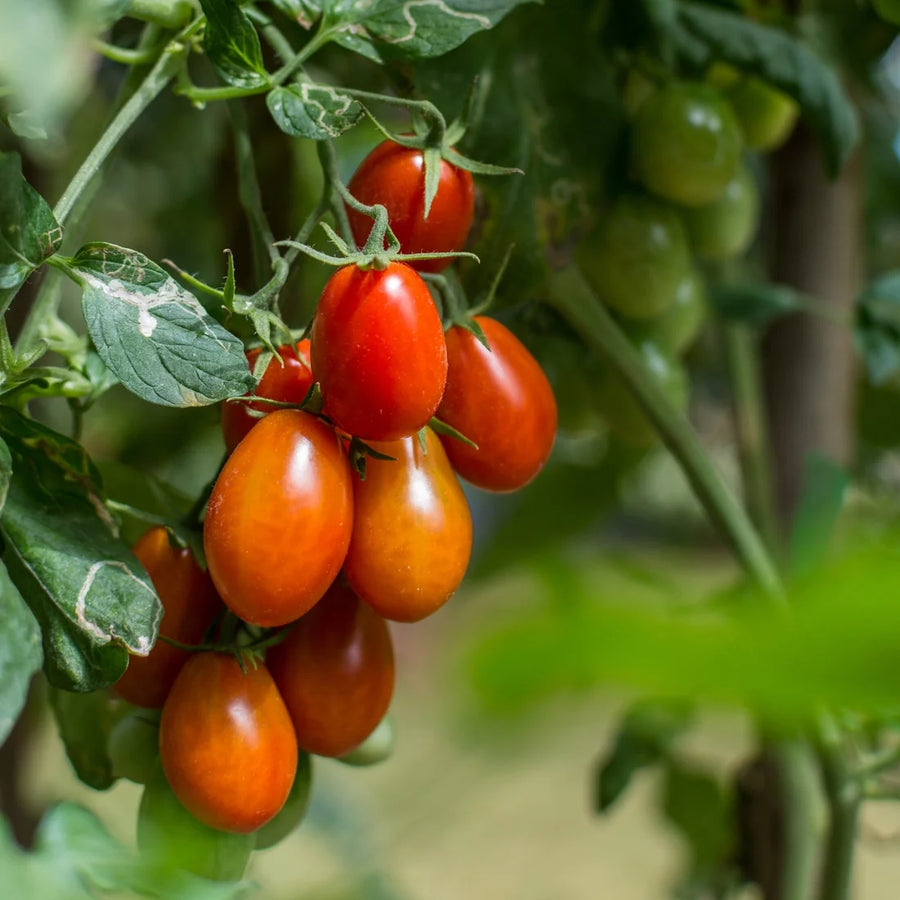 TOMATE ITALIENNE - ROMA