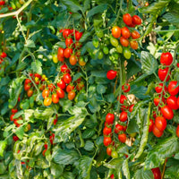 TOMATE ITALIENNE - ROMA